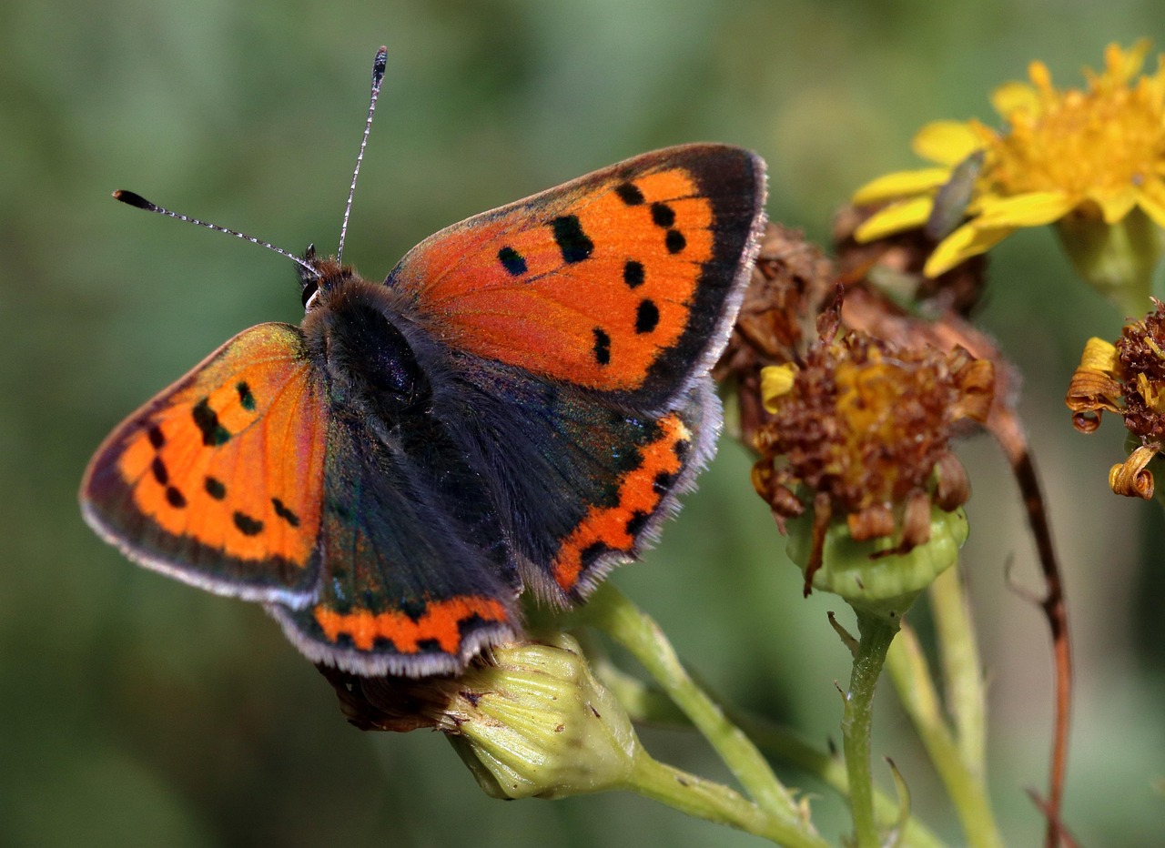 구리 효능 및 활용법
