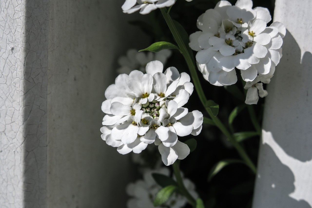 아사이베리 효능 및 활용법