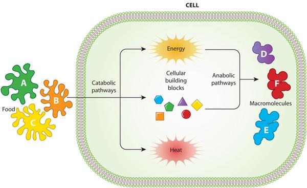 Metabolism‌ Matters: How Hormonal Changes Slow Down Caloric Burn