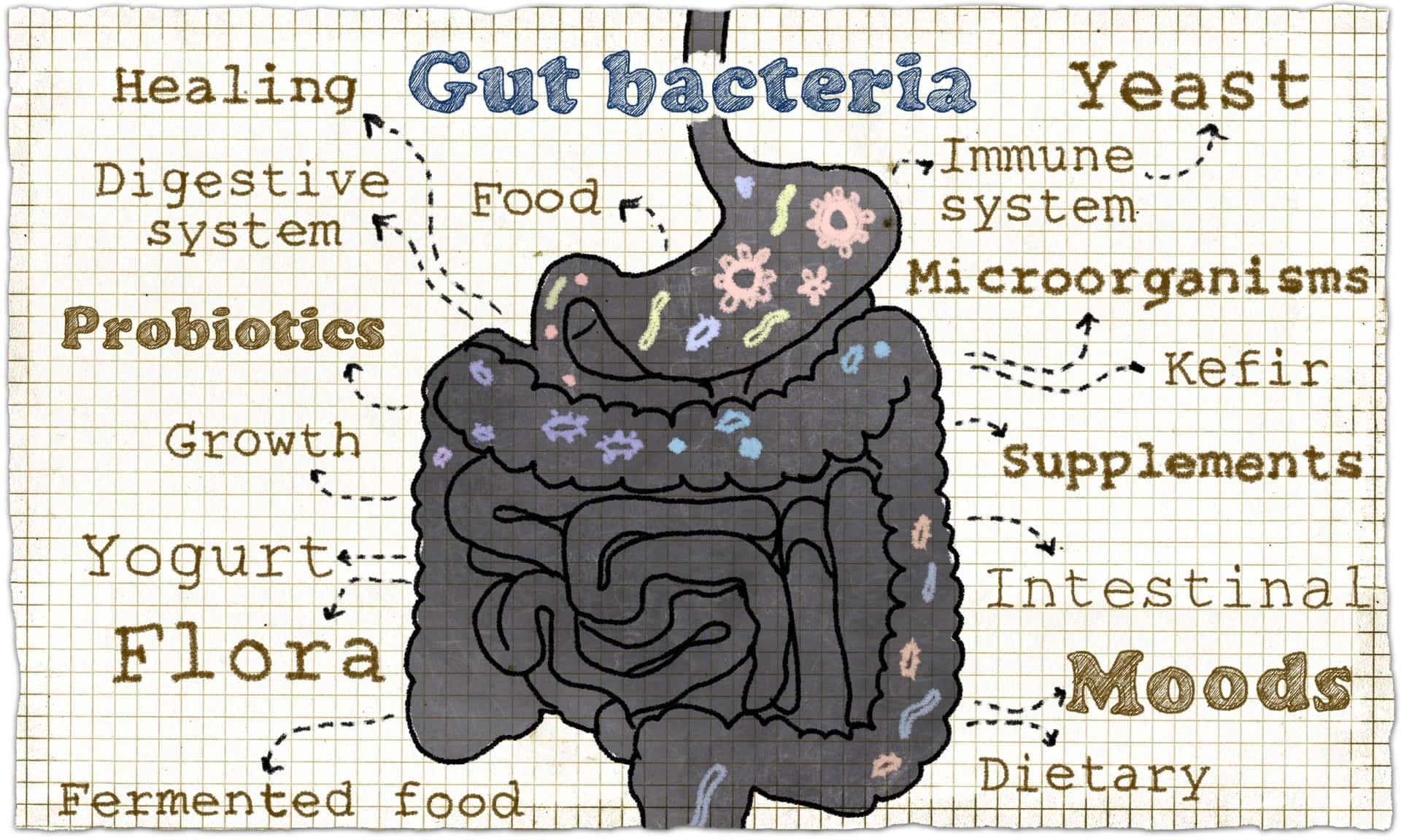 Expert Recommendations for Monitoring Your body's Response to Probiotics