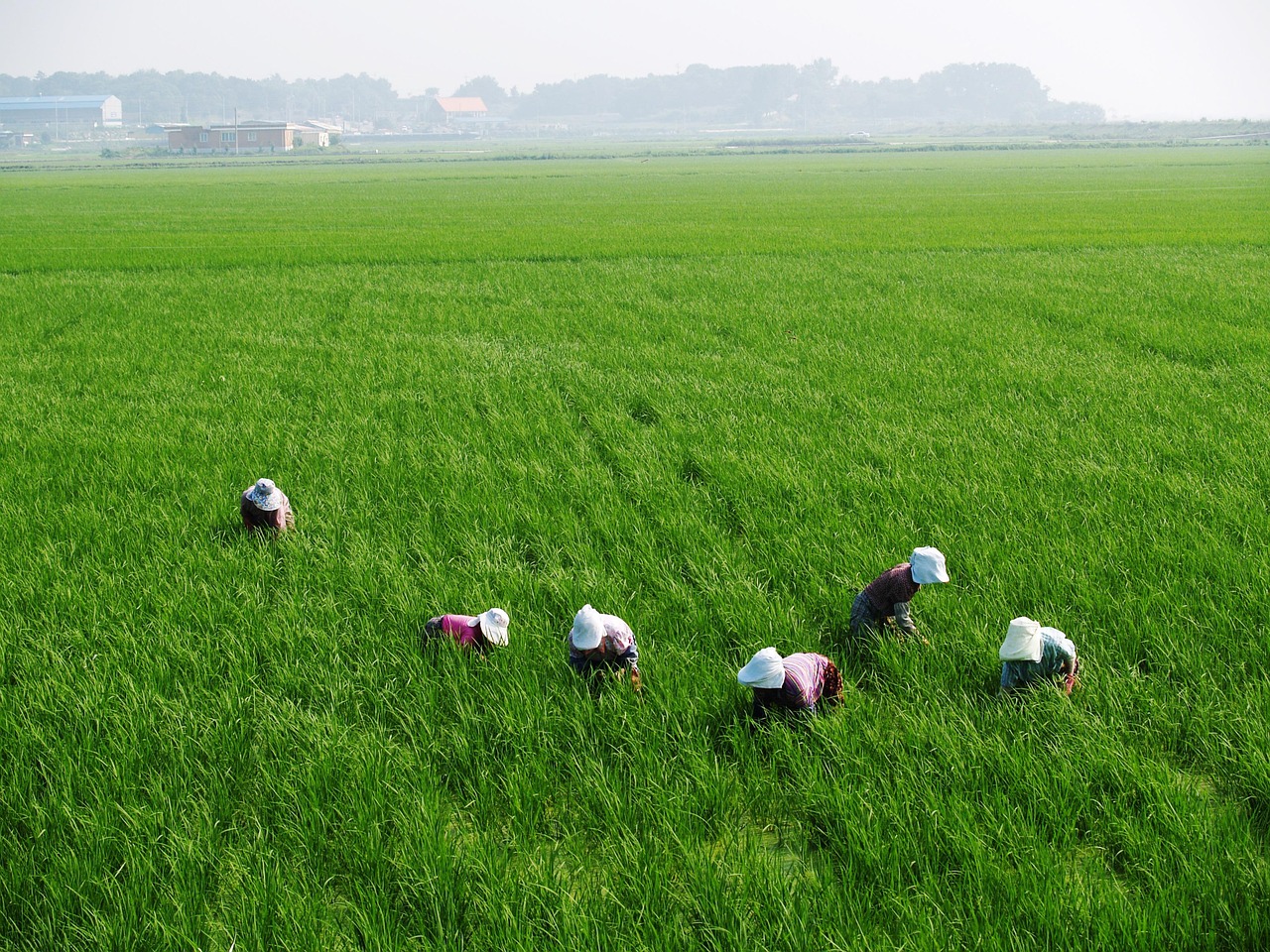 A farmer working in a lush green rice paddy using traditional farming methods, sustainable agriculture, Southern Vietnam